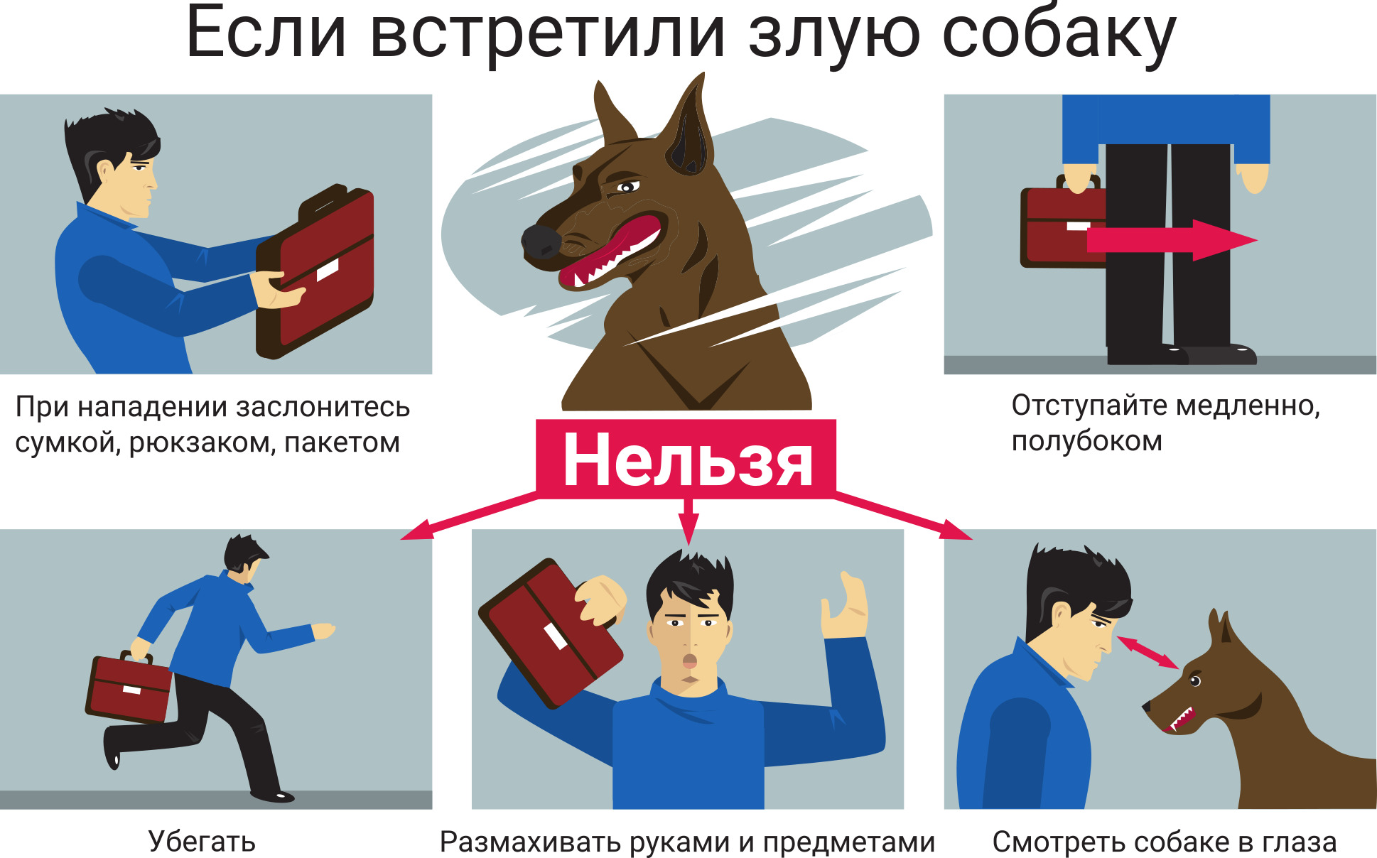 Правила безопасного поведения при встрече с собаками